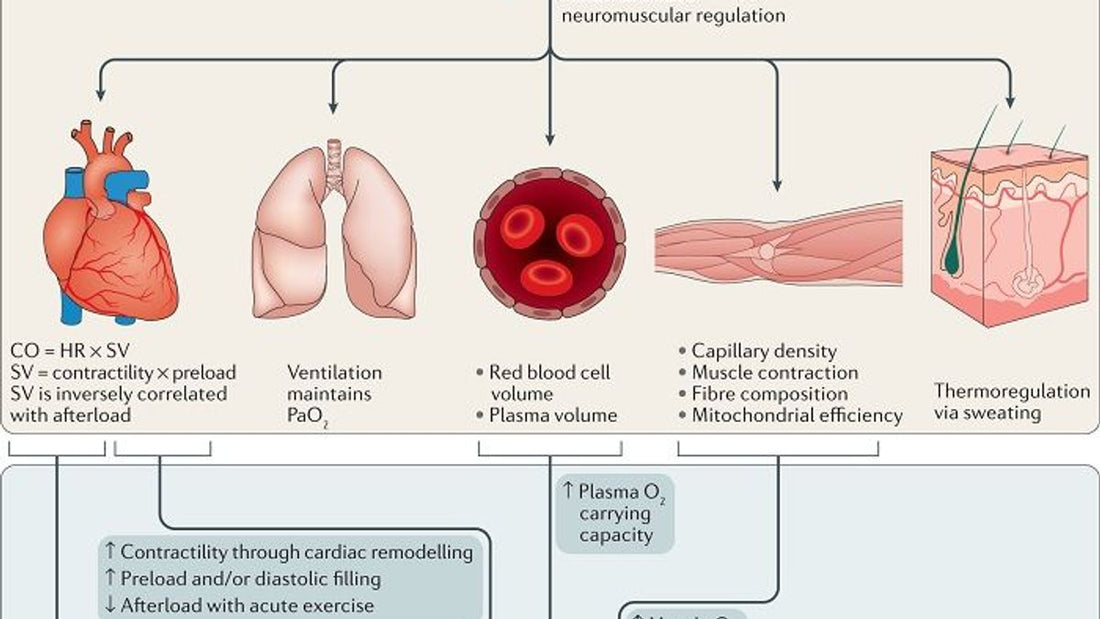 Mejora tu VO₂ máx para vivir más: Zona 2, HIIT y Más